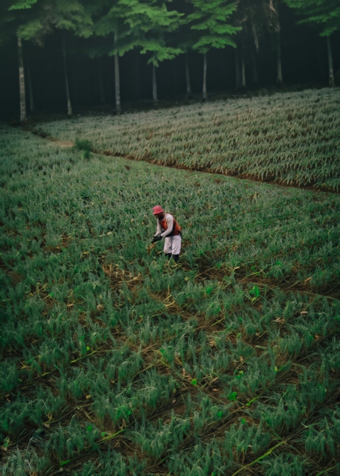 Agricultural worker tending crops in a green field